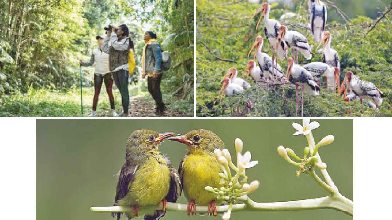 Birdwatching can promote environmentally responsible behaviour, says IIM Lucknow study