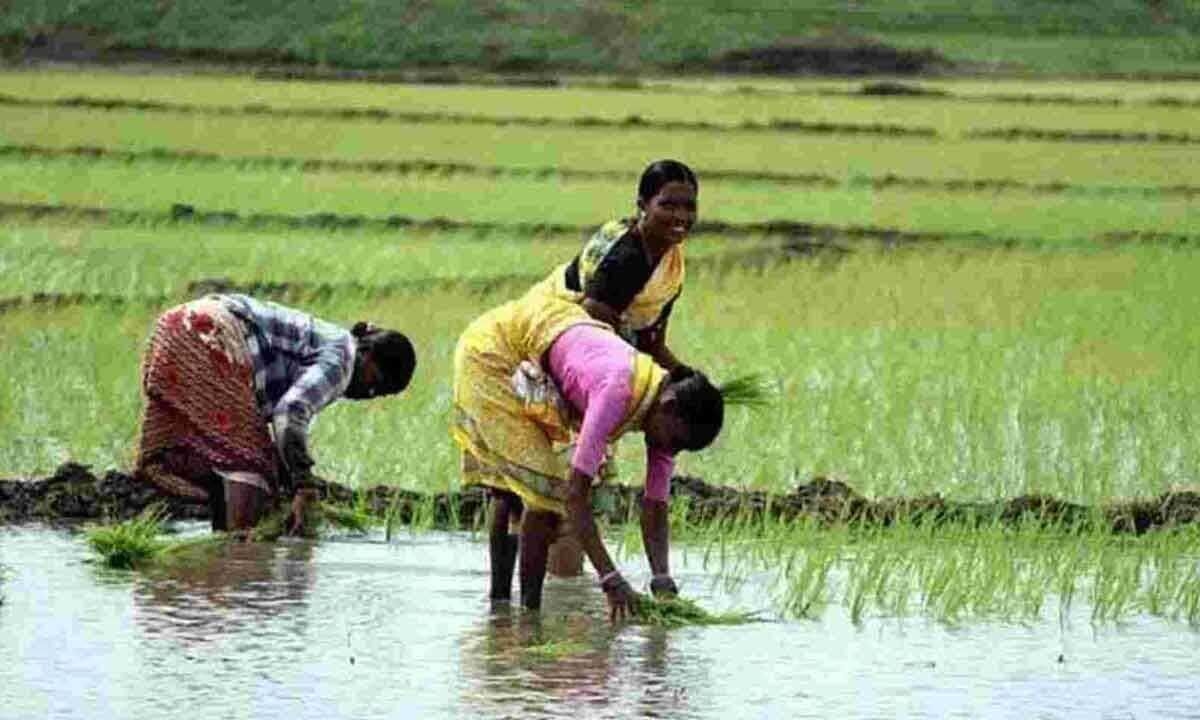 Tenant farmers demand CCR cards