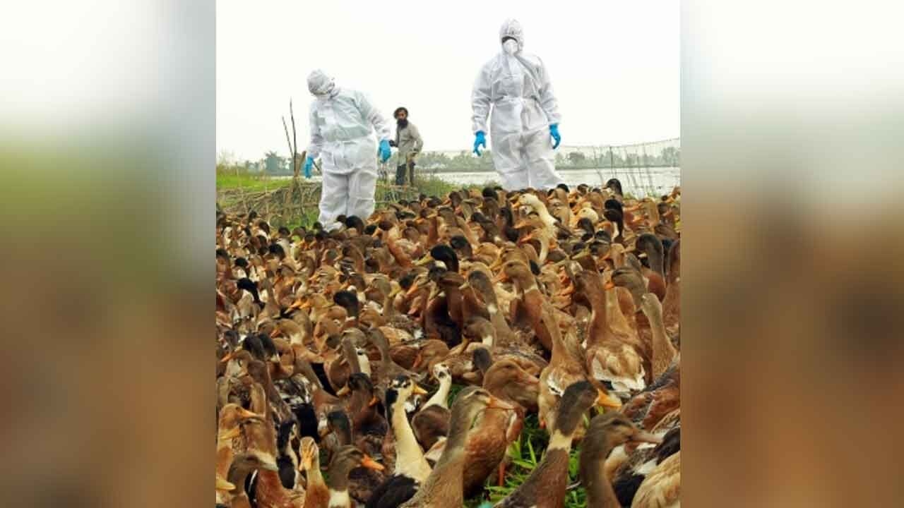 Infectious animal diseases migrating to new species, about half raise threat to humans: Report