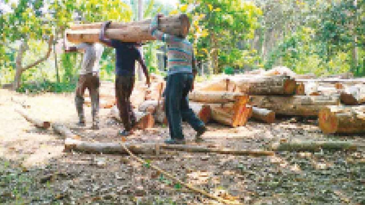 DDA guilty of contempt in Delhi tree felling case