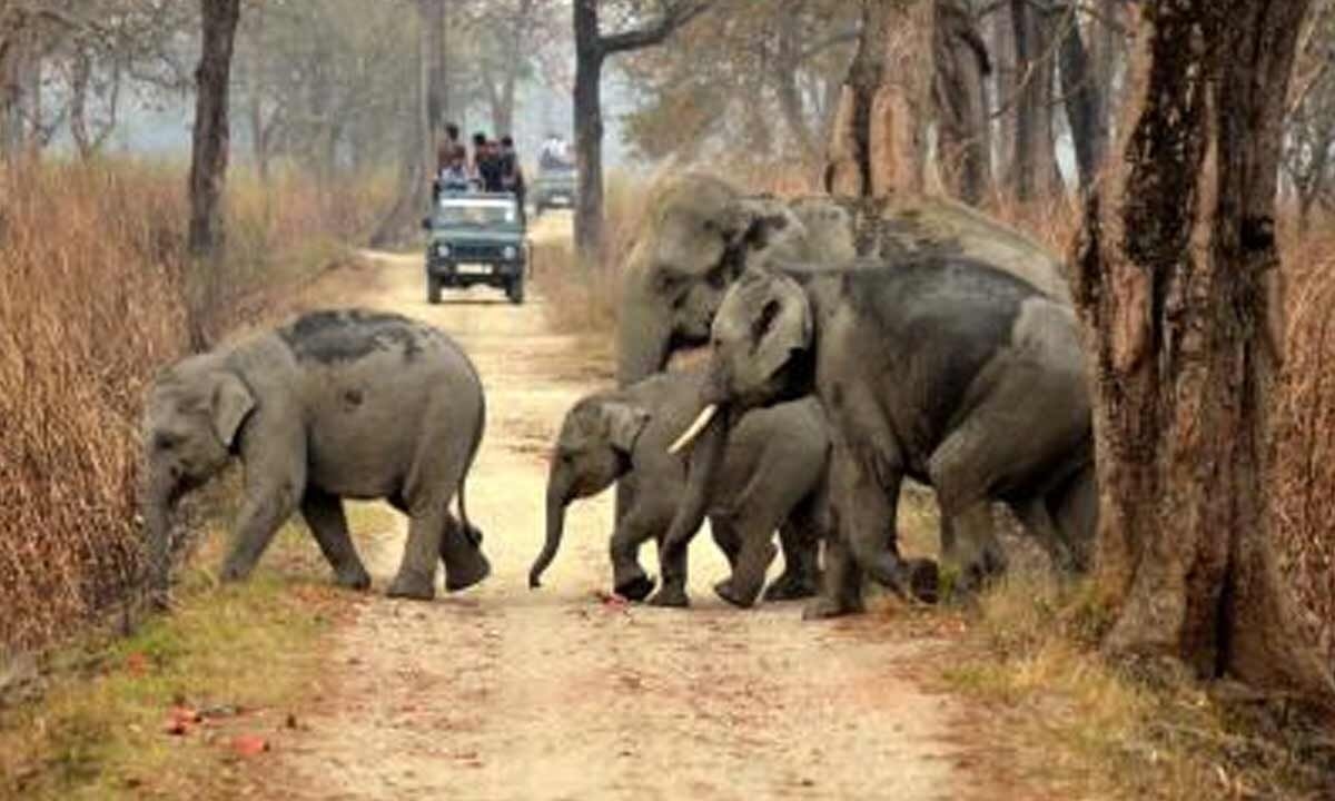 Assam's 'Gaja Mitra' to help curb human-elephant conflict
