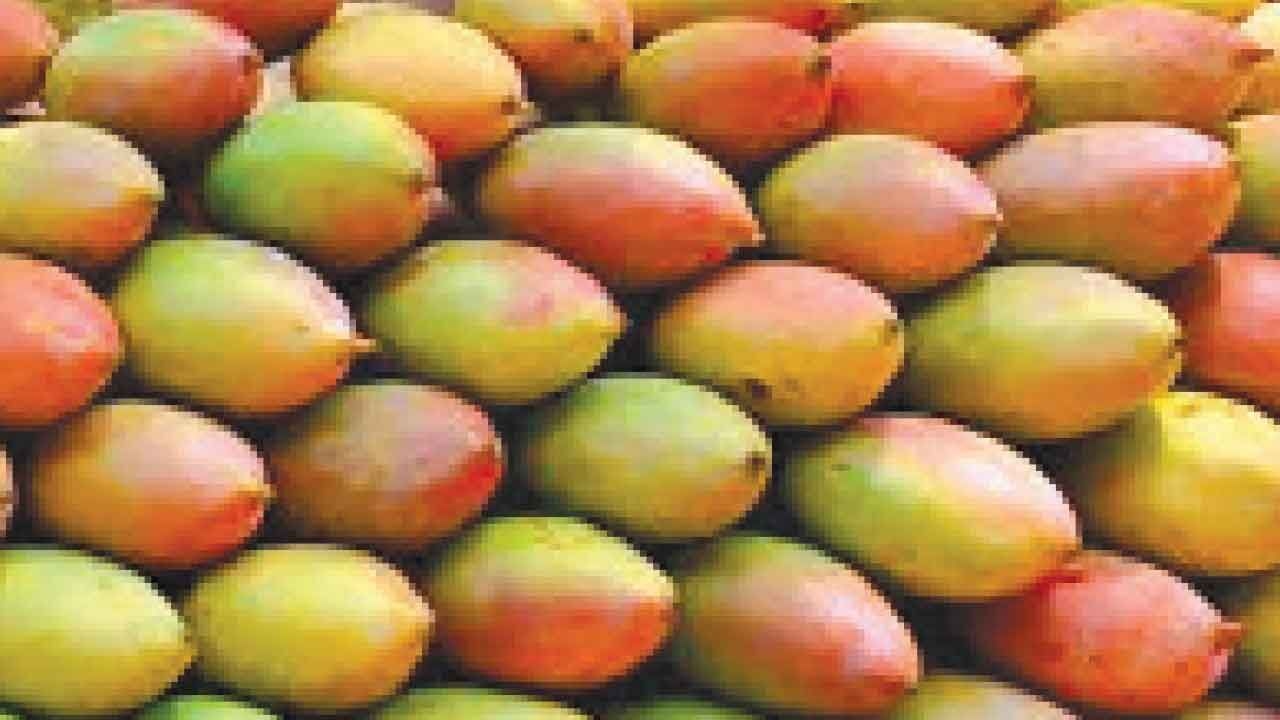 Lift Totapuri mango ban: Siddaramaiah writes to Andhra CM