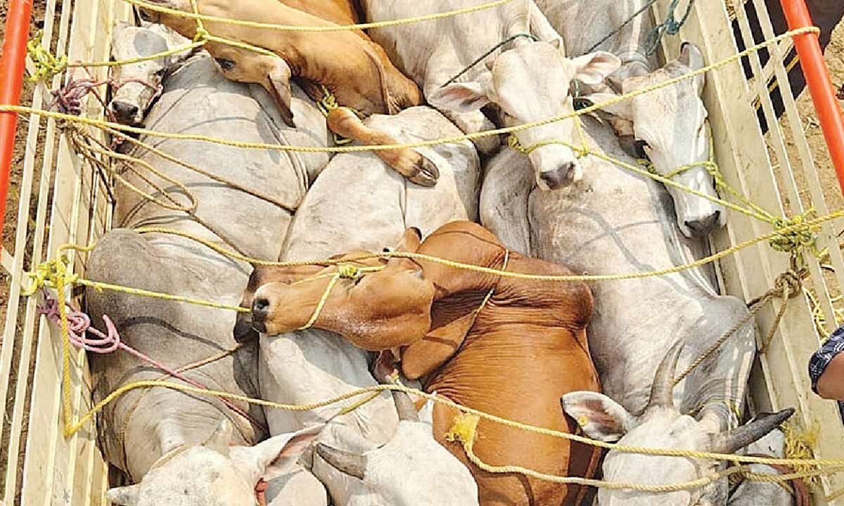 Cops, welfare orgs help free 2,000 cattle