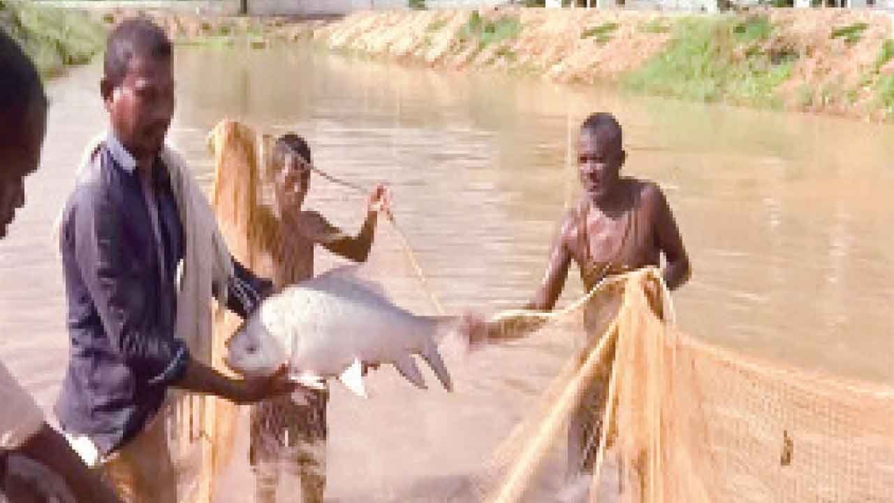 How fish farming is transforming former Naxalites in J'khand