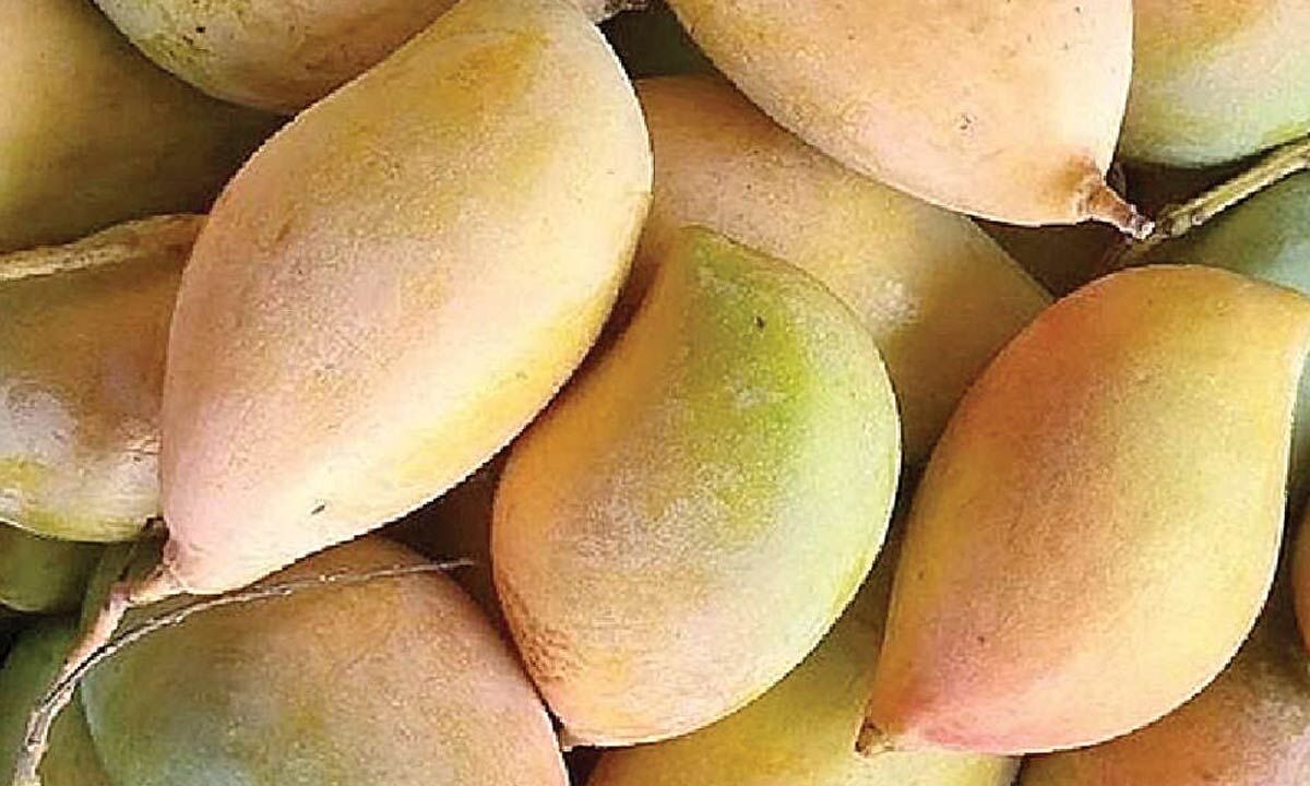 CM seeks Rs 130 cr Central aid for supporting Totapuri mango farmers