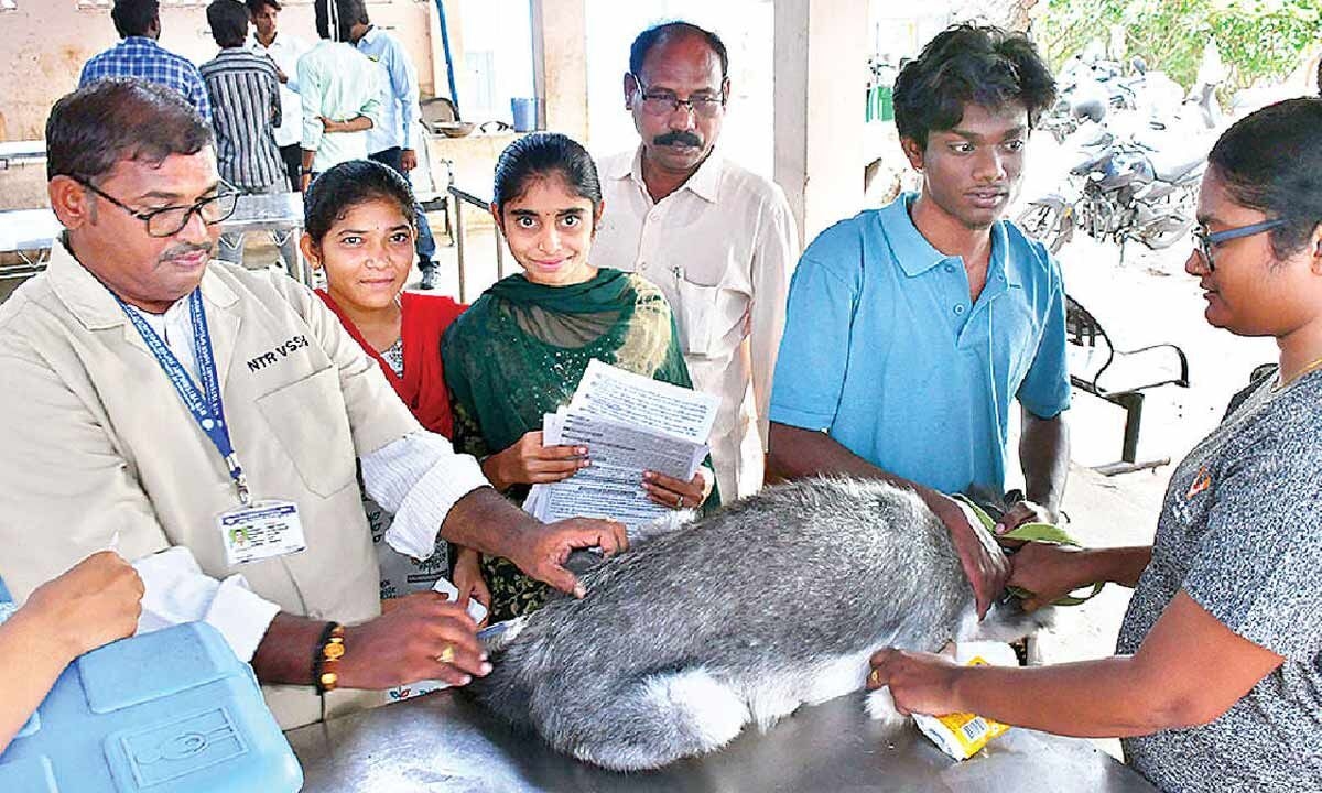 Over 560 dogs vaccinated on World Zoonoses Day