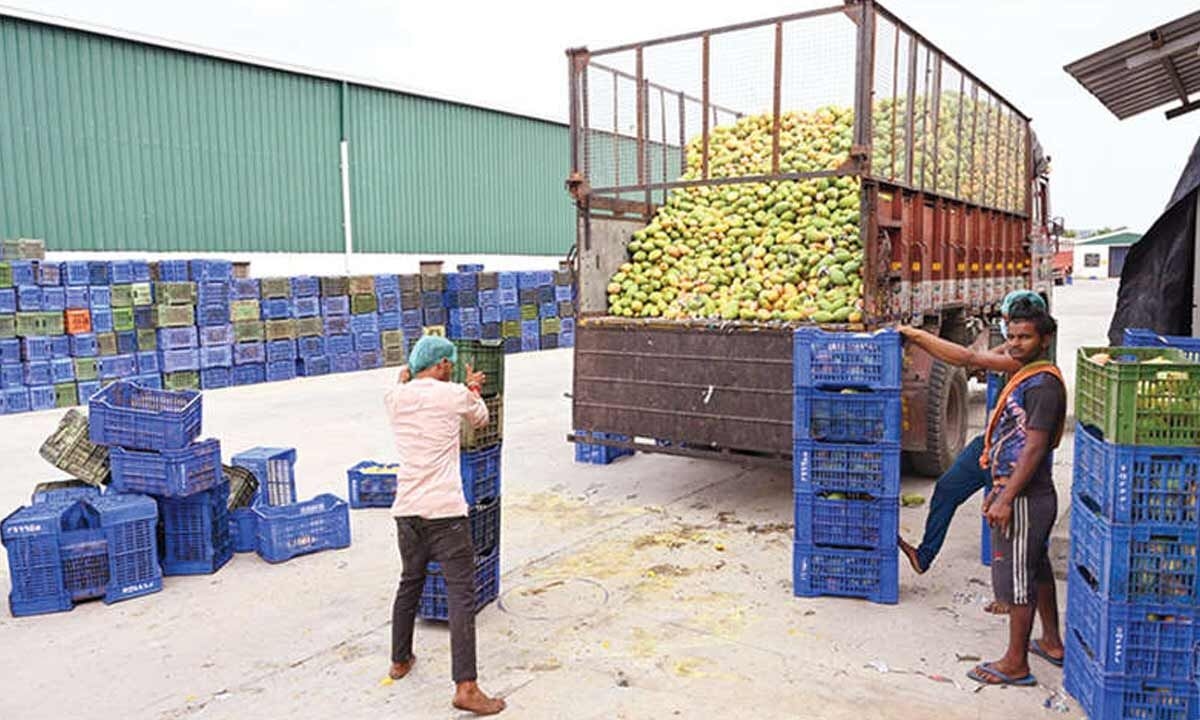 Andhra's mango procurement sets model for other states