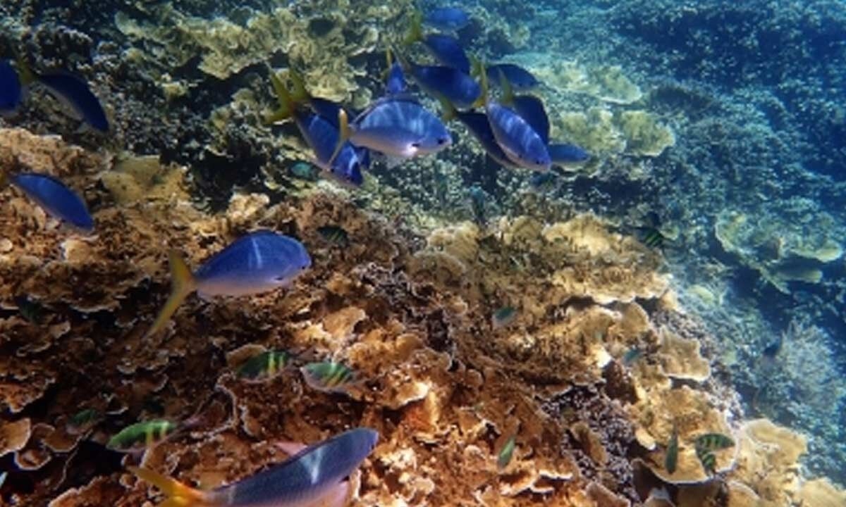 Lizard Island on Australia's Great Barrier Reef faces alarming coral loss following 2024 bleaching