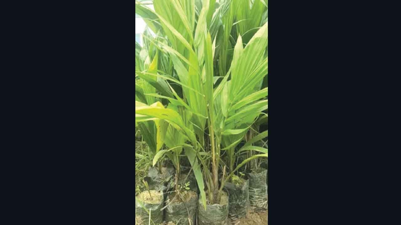 Govt targets 47.64 lakh palm & toddy saplings in Vanamahotsavam drive