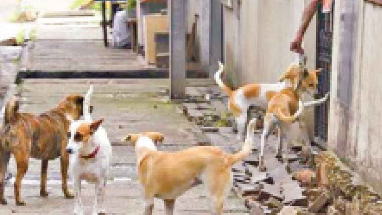 Over 2.3 lakh dog bite cases, 19 rabies deaths reported in past six months