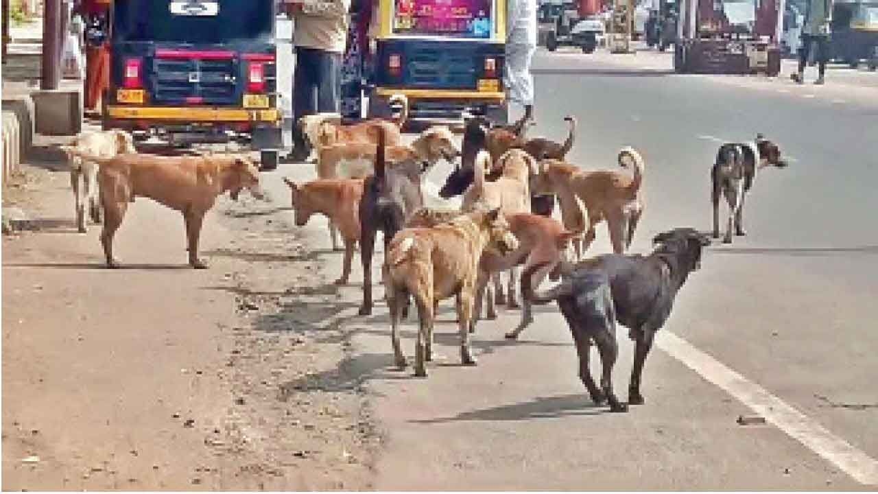 BBMP's chicken rice plan for strays sparks cheers, criticism, memes