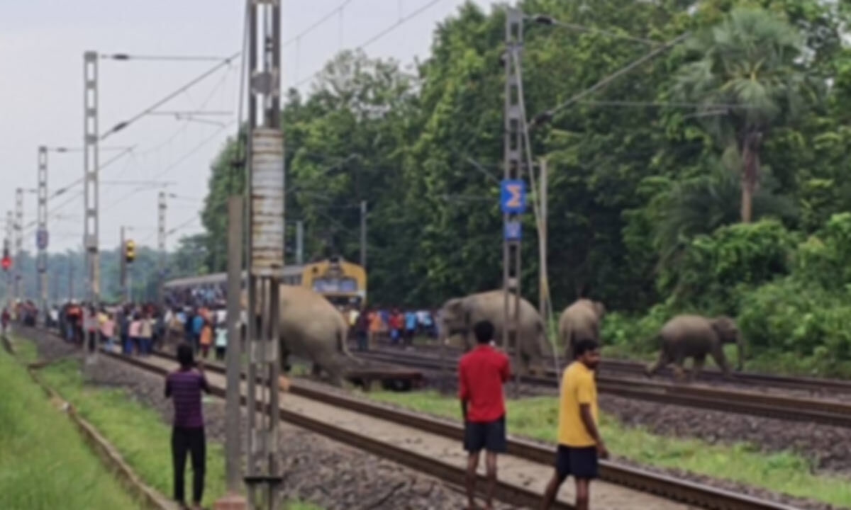 Jharkhand-Bengal elephant corridor turns into jumbo death trap: 7 die in 45 days