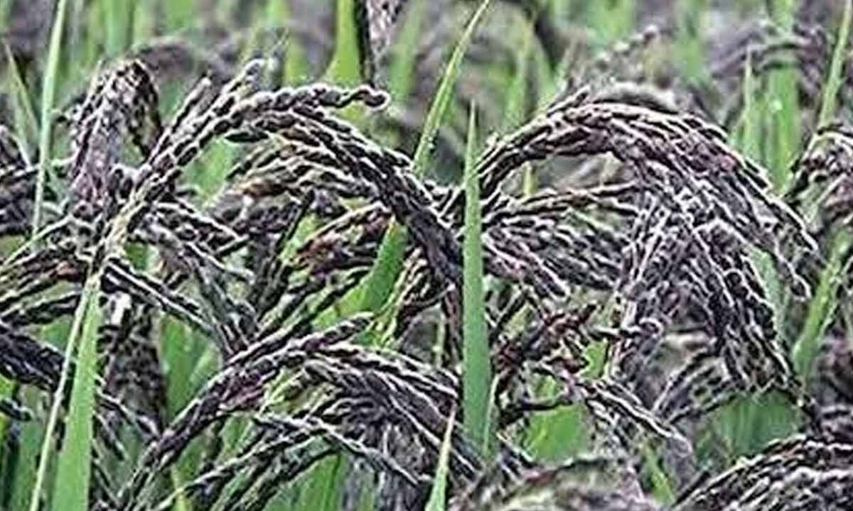 As ‘Karuppu Kavuni' paddy sees price crash, TN farmers seek govt support