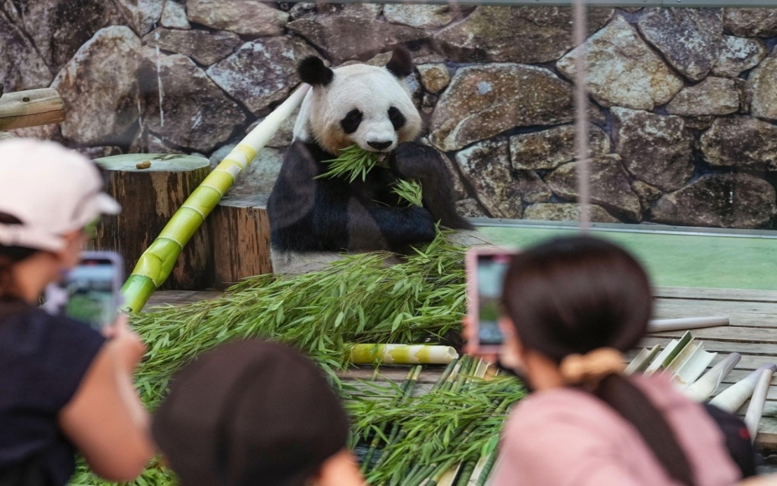 All 4 Pandas At West Japan Zoo Depart For China, Leaves 2 In Country