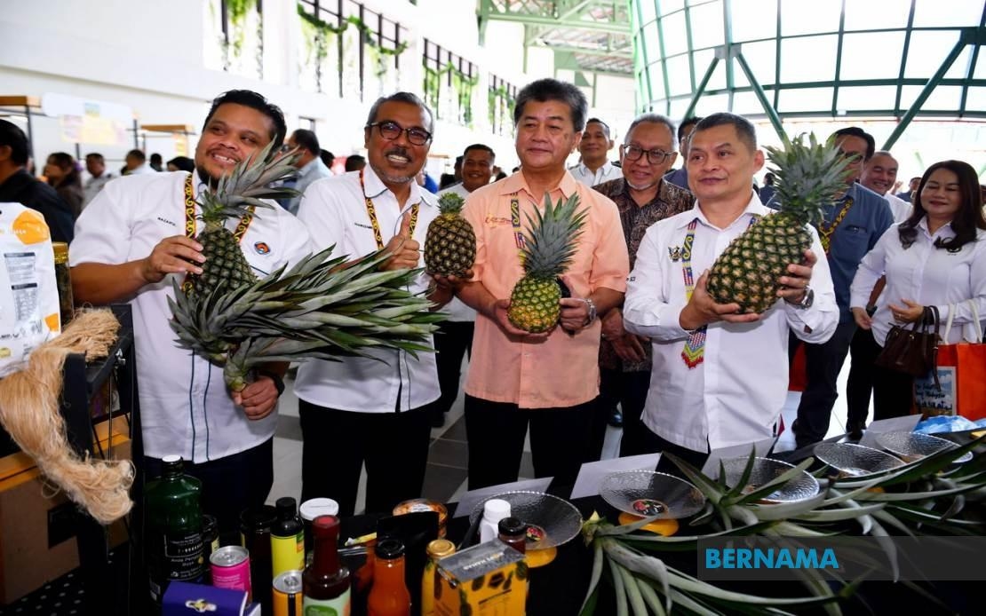 Pineapple A New Driver Of Sarawak's Agricultural Economy