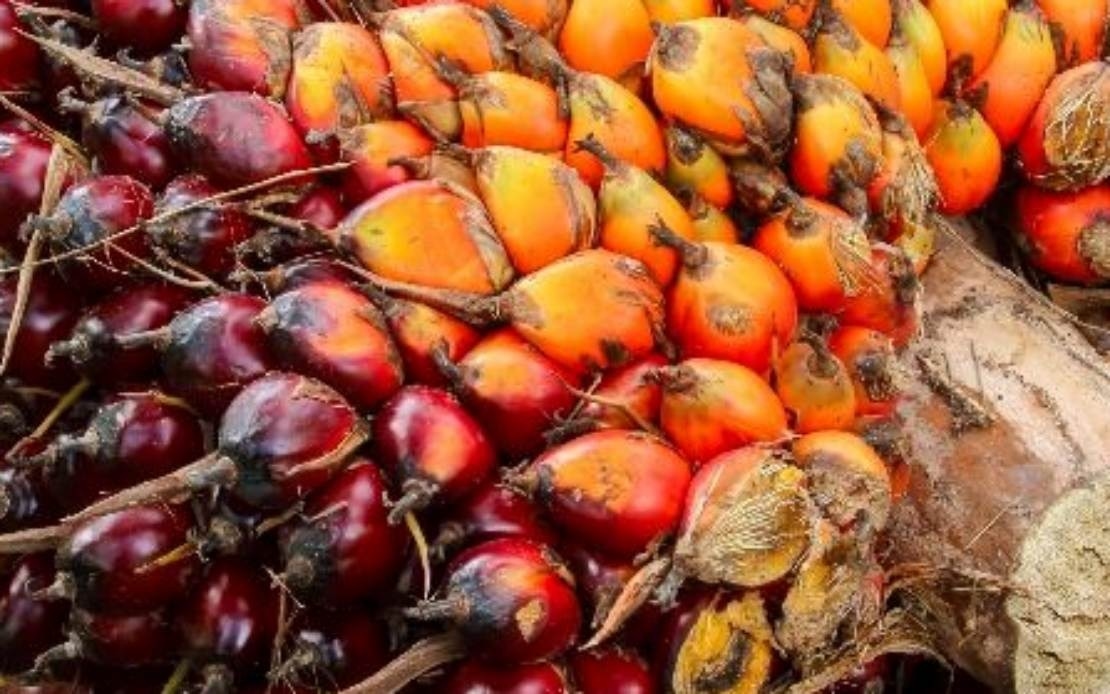 CPO Futures Snap Three-day Rally On Weaker Export Performance