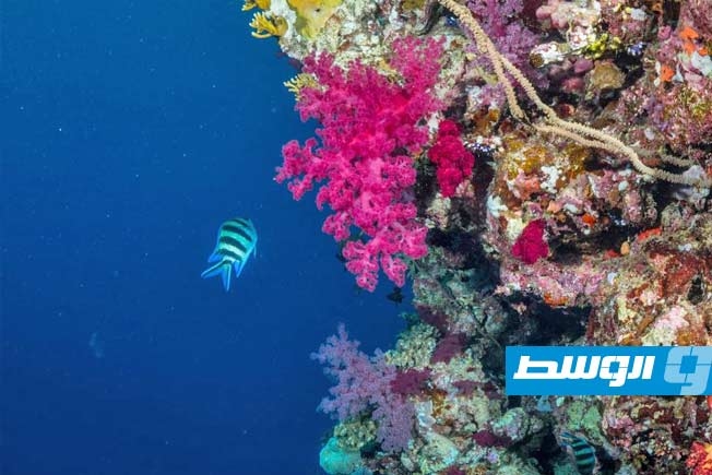 الشعب المرجانية.. أسرار فاخرة للعناية بالبشرة