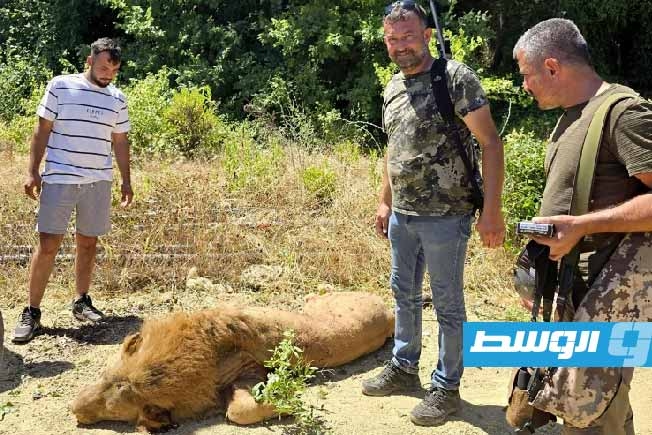 أسد هارب يهاجم عامل مزرعة قبل أن يُقتل بالرصاص