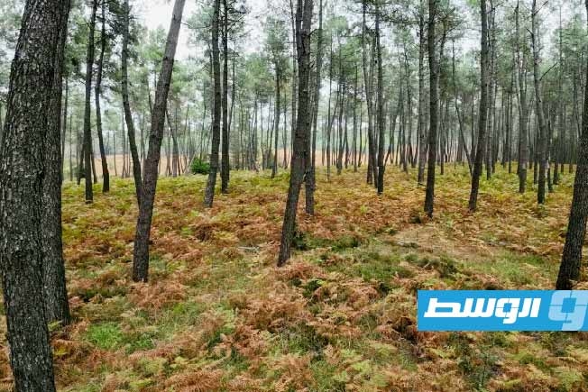 تجربة سويسرية فريدة.. رش رذاذ المياه على غابة صنوبر يحقق أهدافا بيئية جمة