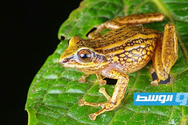 اكتشاف ثلاثة أنواع ضفادع جديدة في البيرو