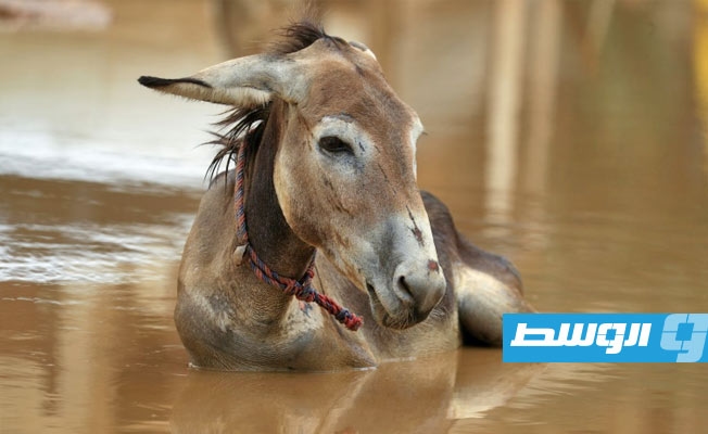 حوالي ستة ملايين حمار يُذبح سنويا للاتجار بجلدها مع الصين