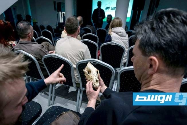 أوروبا تدير ظهرها للذئاب وعلماء بولنديون ينبّهون إلى العواقب