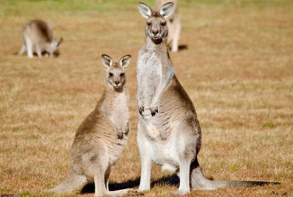Giant prehistoric kangaroos perished during 'climate upheaval'