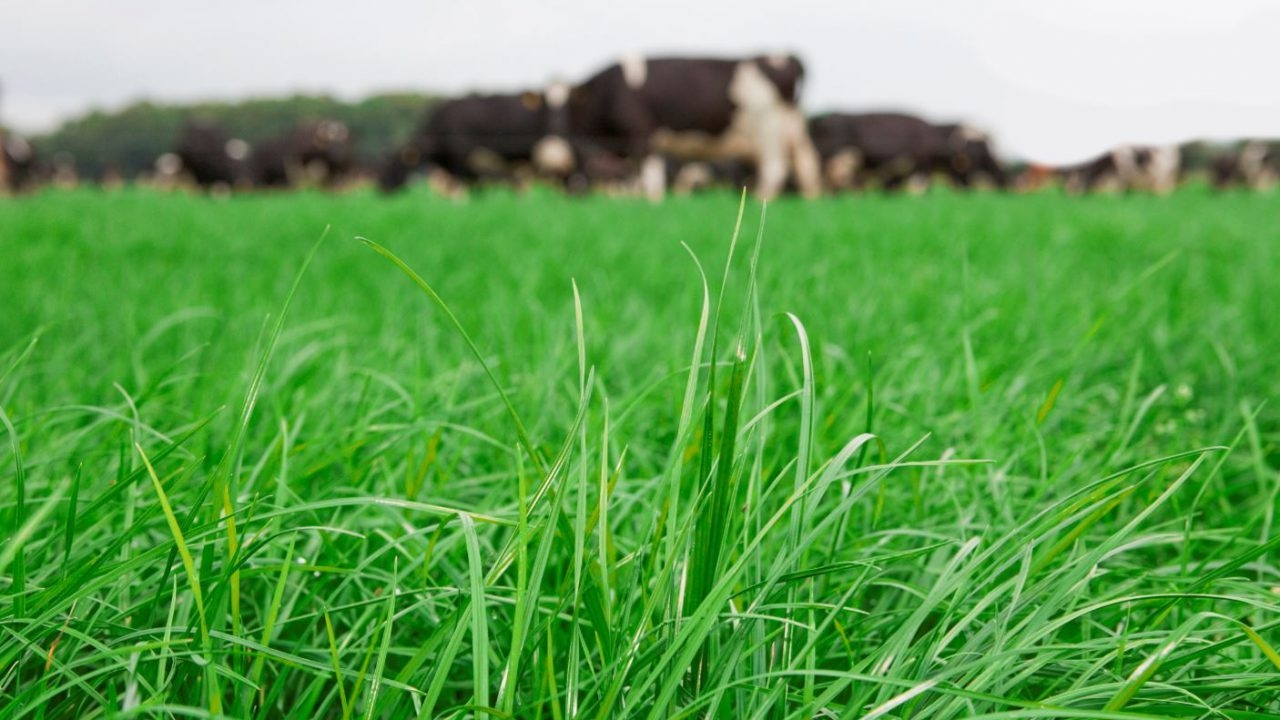 Farmers across the country experience surplus grass
