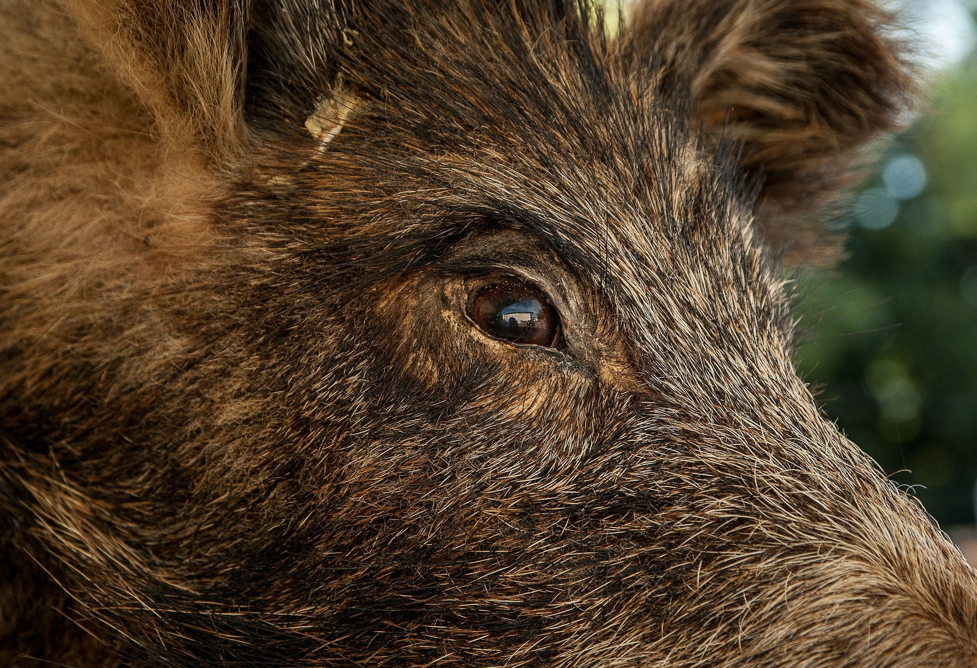 German authorities confirm case of African swine fever in wild boar