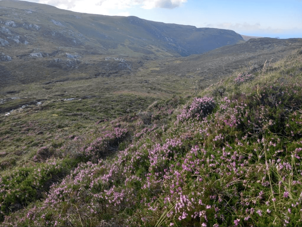 Review: Rewilding leading to a ‘hopeful shift' across Europe