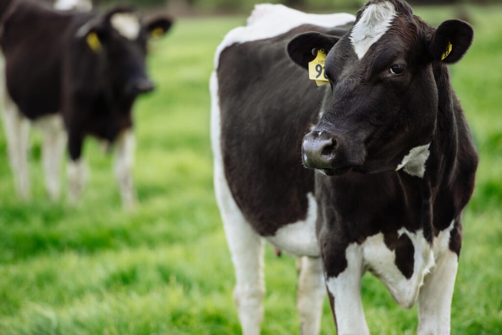 IBLA calls for biosecurity review due to bluetongue risk