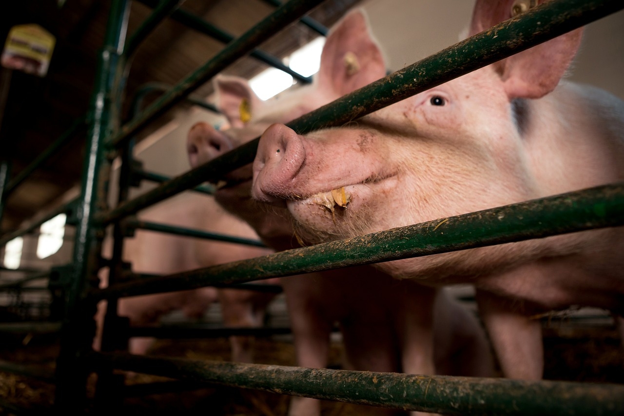 Disease-resistant pigs approved for sale in US