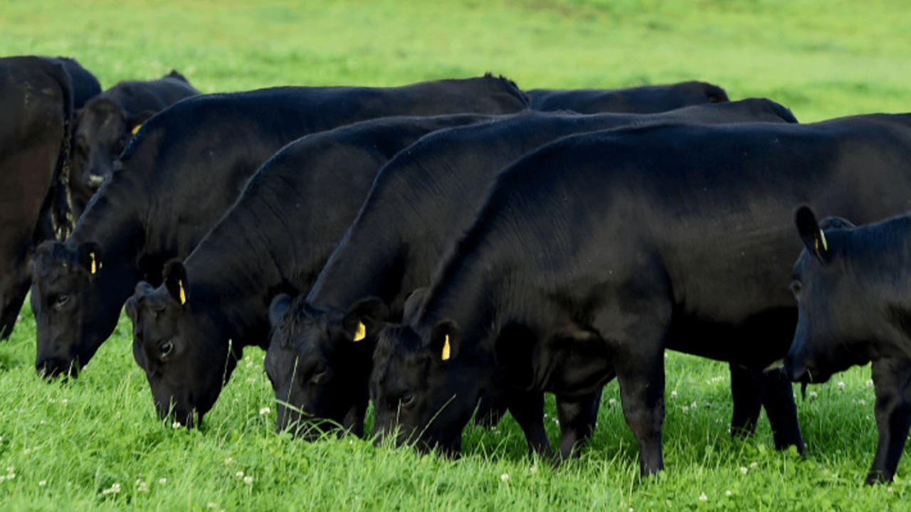 Certified Irish Angus confirms appointment of new directors