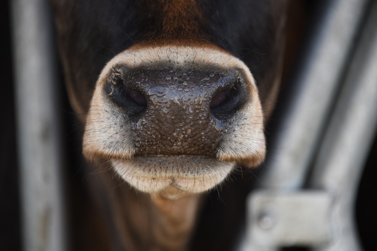 DEFRA to extend bluetongue restriction zone to all of England