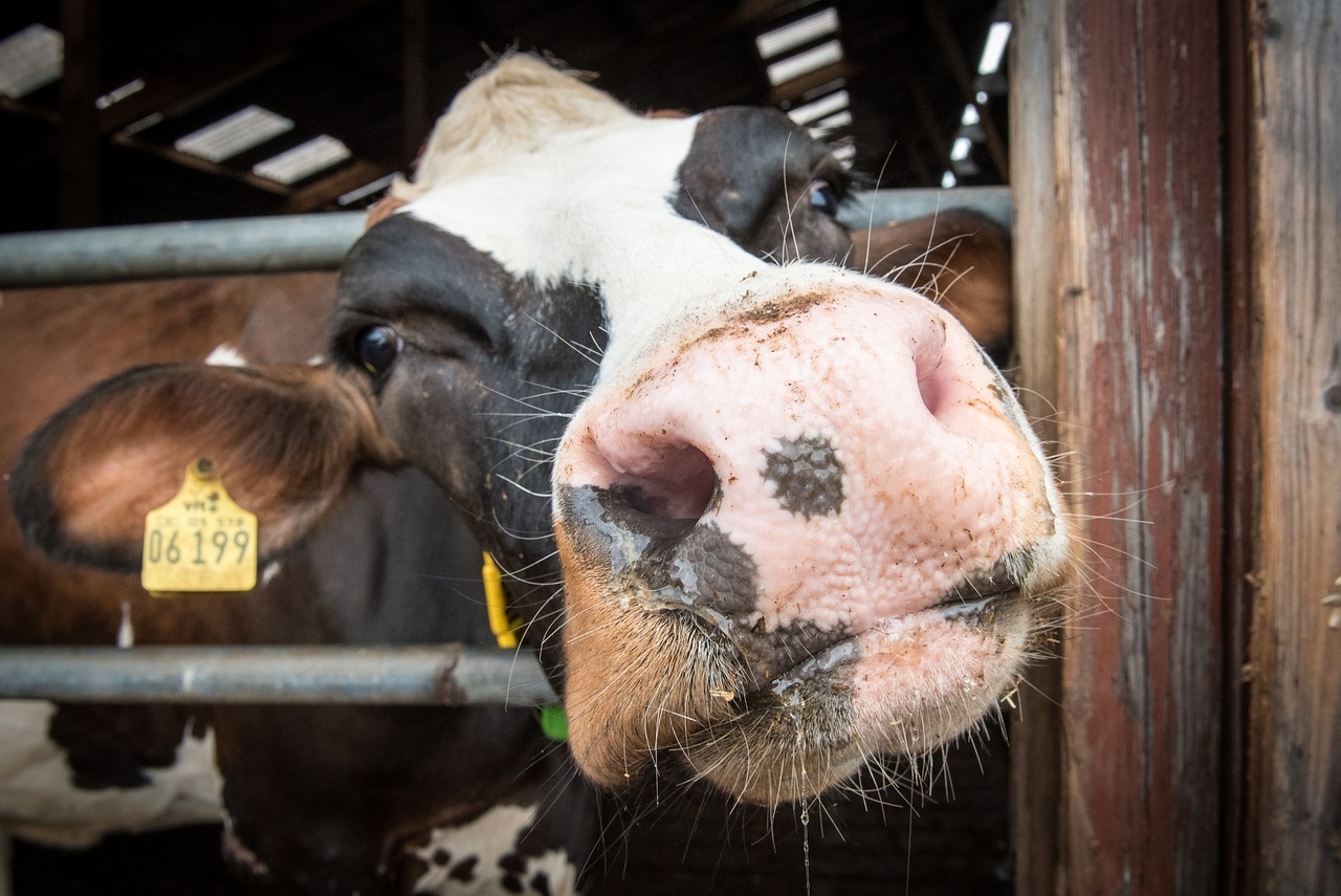 Breeding ‘a national solution' to curb methane emissions