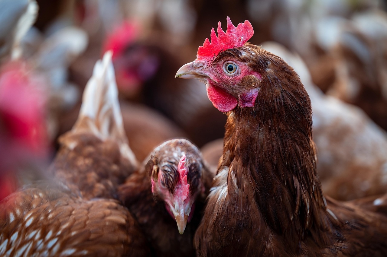 Avian flu, enhanced welfare standards impact UK poultry feed production