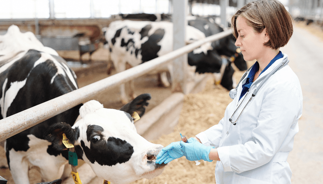 Report: Rural areas face large animal vet shortages