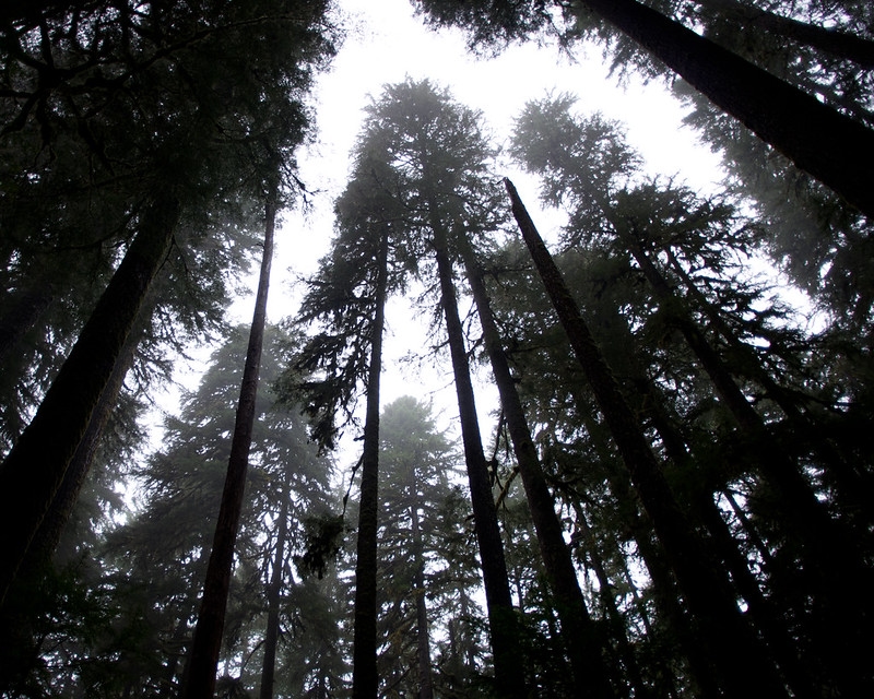 Microsoft protects Seattle-sized Washington forestland to help shrink its carbon footprint