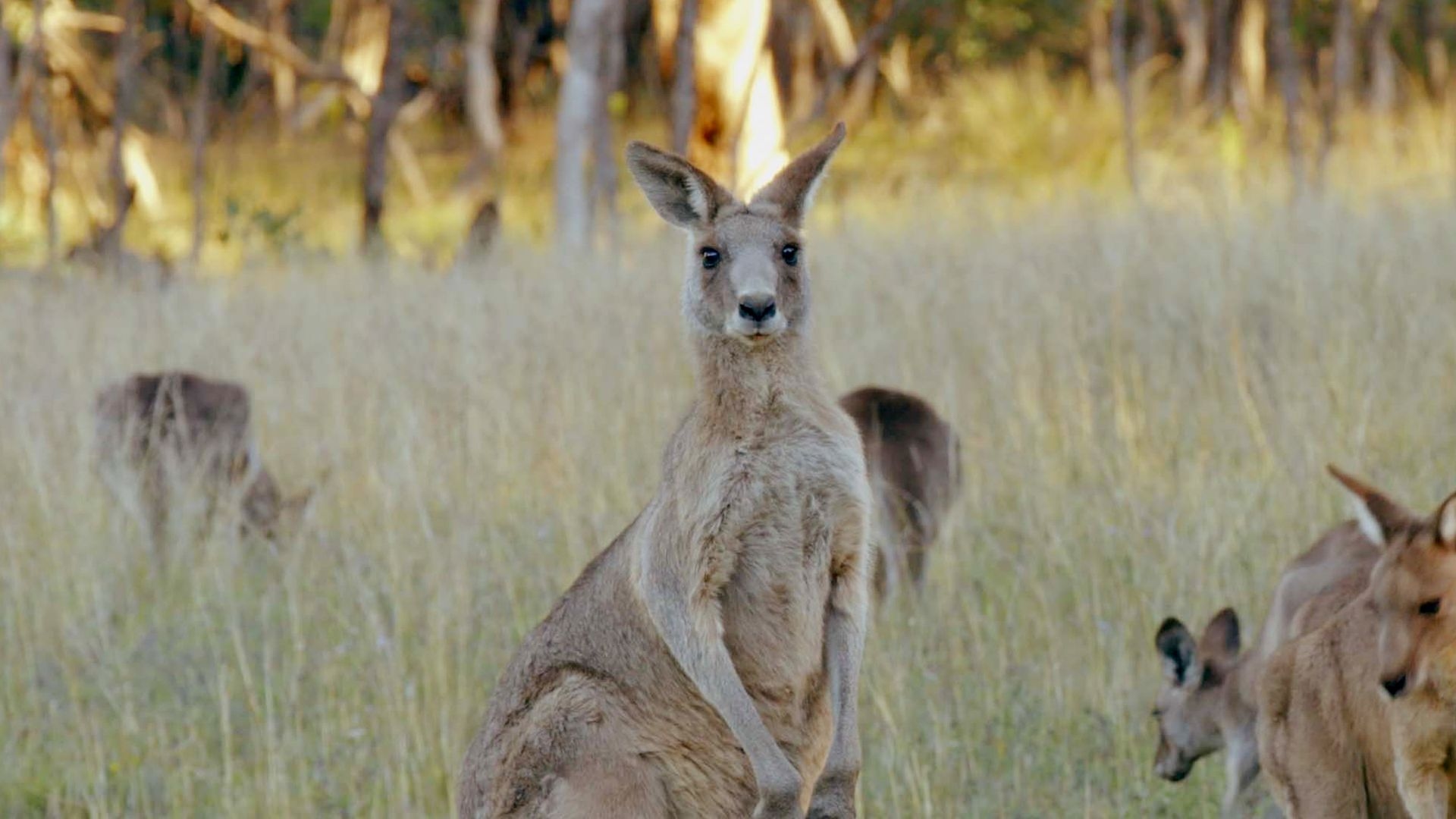 Secret Life Of The Kangaroo: S1 Episode 3 A Buck's Life