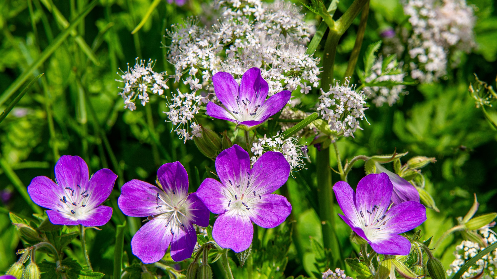 5 plants that love the sun and will survive a heatwave