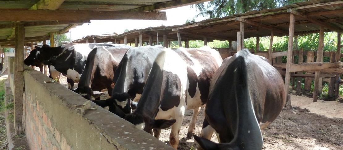 Tunisia: Livestock sector has suffered significant financial losses (Ben Khelifa)