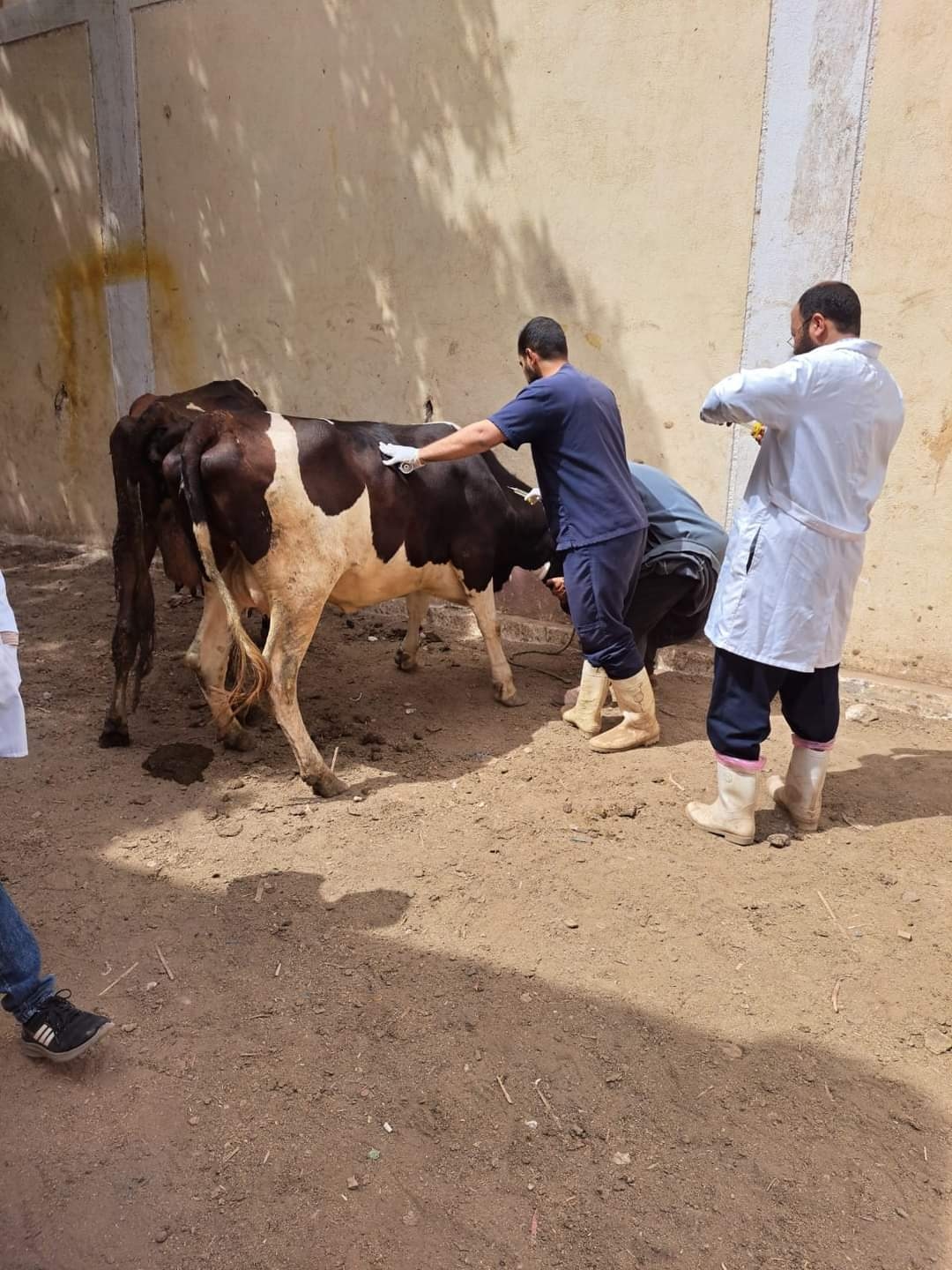 «الزراعة»  تنظم 5491 ندوة إرشادية بيطرية خلال يونيو