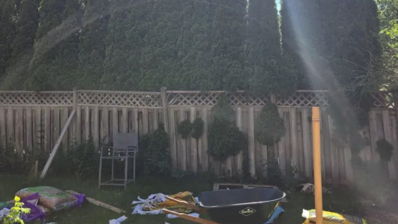 My neighbour refuses to chop down their trees