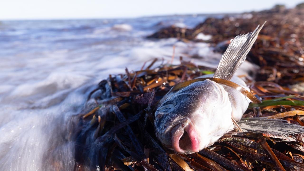 ‘Never seen before': Mark Butler speaks about devastating algal bloom