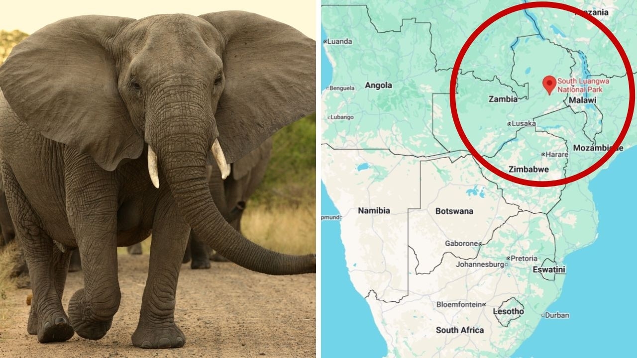 Tourists from New Zealand, UK killed by elephant on African safari
