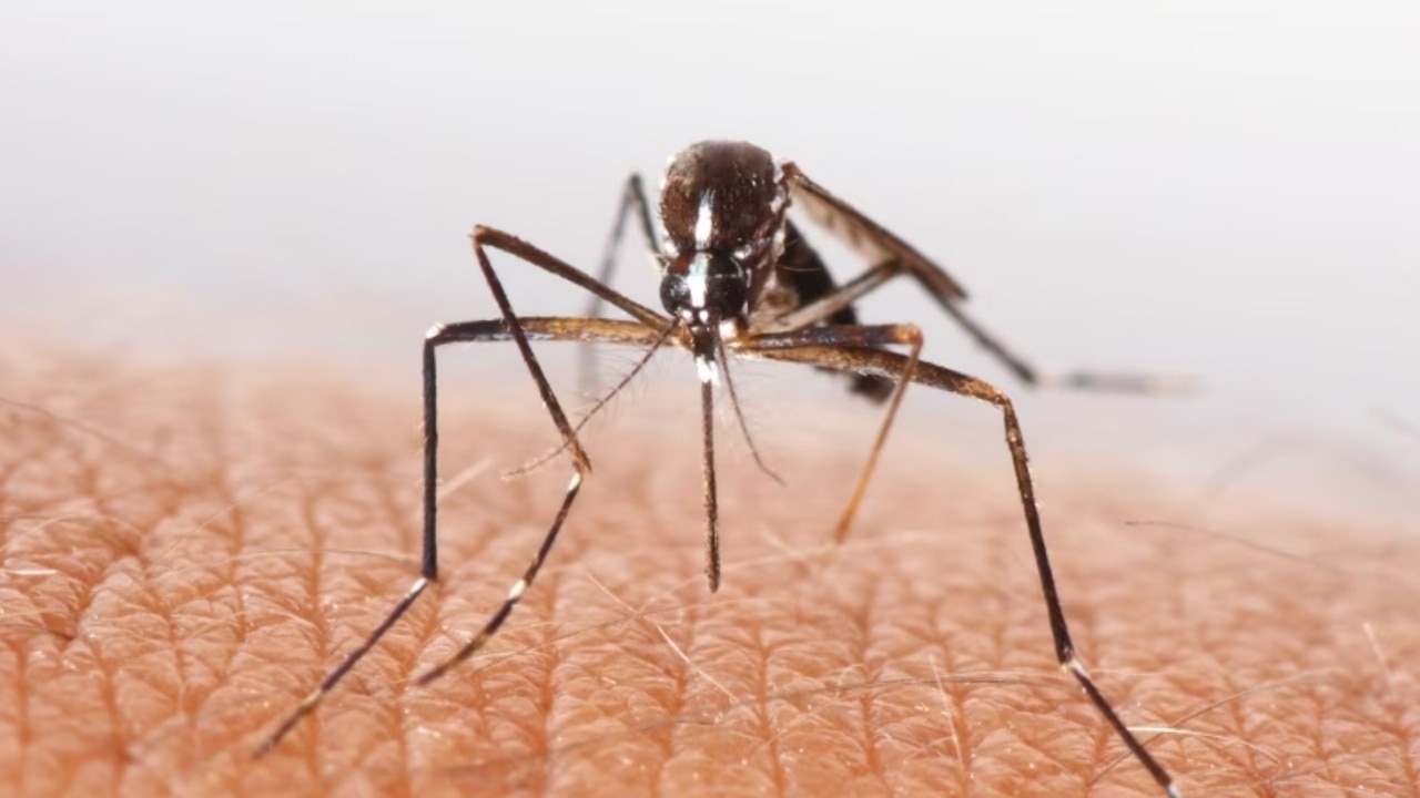 Two new cases of malaria detected in Queensland, brings infection total to 71