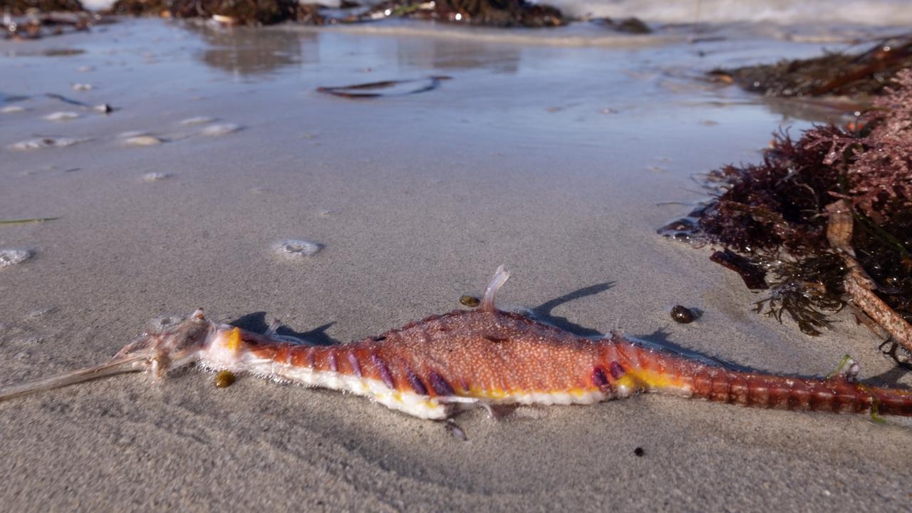 No ‘overnight' fix for monstrous algal bloom lurking off South Australia