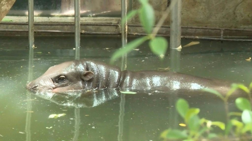 Hippo birthday: Thai internet sensation Moo Deng is a year old