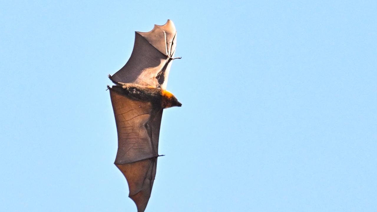 NSW man dies after contracting Australian bat lyssavirus