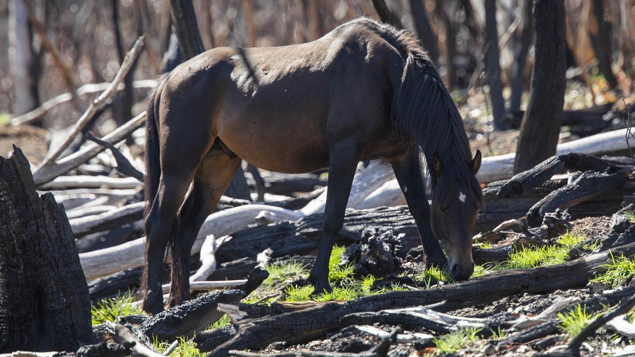 New push to end controversial protections for NSW's Snowy Mountain brumbies